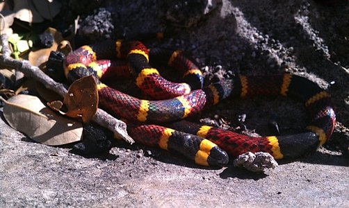 Coral snake