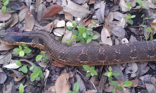 Hognose snake